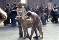 Picture of judging at crufts 1978, irish wolfhound ring