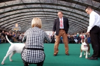 Picture of judging Bull Terriers