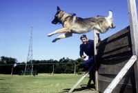 Picture of jumping a fence, german shepherd dog in training for police work