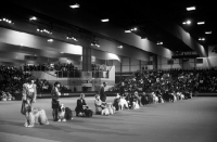 Picture of junior handing at crufts 1993