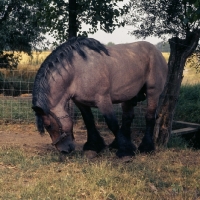 Picture of Jupiter de St Trond, Belgian heavy horse stallion smelling the ground