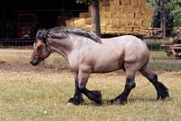 Picture of Jupiter de St Trond, Belgian heavy horse walking