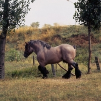 Picture of Jupiter de St Trond, Belgian heavy horse looking for trouble