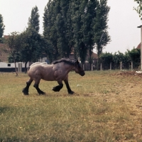 Picture of Jupiter de St Trond, Belgian heavy horse trotting across field