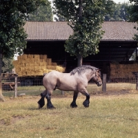 Picture of Jupiter de St Trond, Belgian heavy horse stallion walking round his  territory