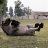 Picture of Jupiter de St Trond, belgian heavy horse rolling