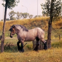 Picture of Jupiter de St Trond, Belgian heavy horse stallion surveying his territory