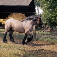 Picture of Jupiter de St Trond, Belgian heavy horse full body 