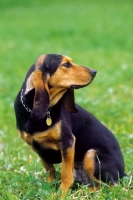 Picture of Jura Niederlaufhund (aka Small Jura Hound, small swiss hound)