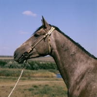 Picture of jurist, dark grey tersk mare at stavropol stud, russia