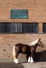 Picture of jutland horse at carlsberg brewery copenhagen