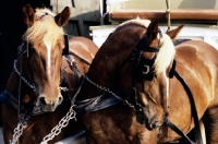 Picture of jutland horses at carlsberg brewery copenhagen