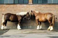 Picture of jutland horses at carlsberg brewery copenhagen