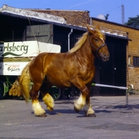 Picture of jutland mare, loose by mistake, at carlsberg brewery, copenhagen,  trotting off