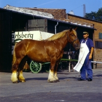 Picture of jutland mare standing at carlsberg brewery with handler in copenhagen