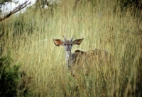 Picture of juvenile kudu in ithala np south africa