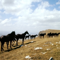 Picture of Kabardine colts in taboon in Caucasus mountains