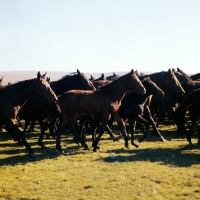 Picture of Kabardine fillies in Caucasus mountains