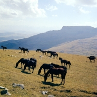 Picture of Kabardine horses taboon of colts in Caucasus mountains