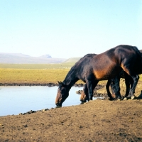 Picture of Kabardine mare drinking in Caucasus mountains