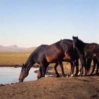 Picture of Kabardine mare drinking with foal in Caucasus mountains
