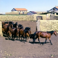 Picture of Kabardine mares and foals leaving enclosure in Caucasus mountains
