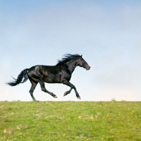 Picture of kabardine stallion cantering on skyline in caucasus mountains