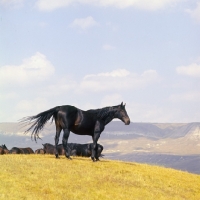 Picture of Kabardine stallion in the Caucasus mountains
