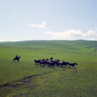 Picture of Kabardine stallion leads a taboon of mares and foals with cossacks riding in Caucasus mountains