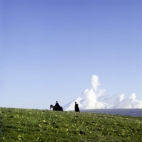 Picture of kabardine stallion ridden by cossack near malokarachaev