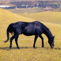 Picture of Kabardine stallion scenting the ground in the Caucasus mountains