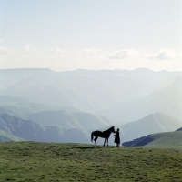 Picture of Kabardine stallion with cossack in Caucasus mountains