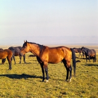 Picture of Kabardine stallion with his taboon of mares in Caucasus mountains