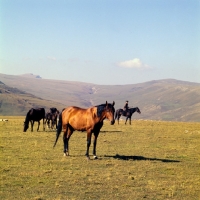Picture of Kabardine stallion with taboon and cossack riding in Caucasus mountains