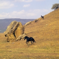 Picture of Kabardines from a taboon of colts and stallions, Caucasus mountains