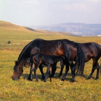Picture of Kabardines, mares with foal suckling in Caucasus mountains