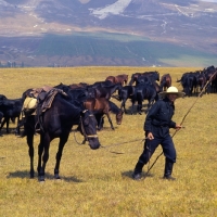 Picture of Kabardines, rider and taboon of stallions and colts in Caucasus mountains