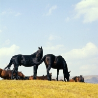 Picture of Kabardines, stallions and colts in Caucasus mountains