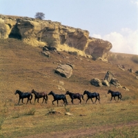 Picture of Kabardines taboon of colts and stallions, Caucasus mountains
