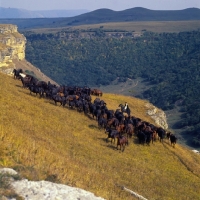Picture of Kabardines taboon of mares and foals by a cliff in Caucasus mountains