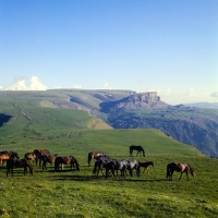 Picture of Kabardines, taboon of mares and foals, Caucasus mountains