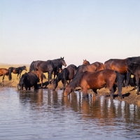 Picture of Kabardines taboon of mares and foals with one stallion and one gelding drinking at pond in Caucasus mountains