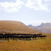 Picture of Kabardines, taboon of stallions and colts in Caucasus mountains