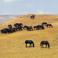 Picture of Kabardines, taboon of stallions and colts with cossack in Caucasus mountains