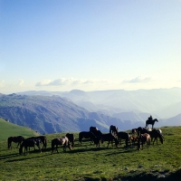 Picture of Kabardines with cossack , taboon of mares and foals in Caucasus mountains