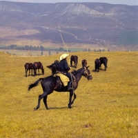 Picture of Kabardines with cossack rider in Caucasus mountains