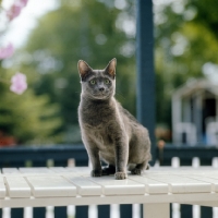 Picture of kabbarps narda, russian blue cat on table