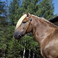Picture of Kajova 6993, Finnish Horse at YpÃ¤jÃ¤, head study