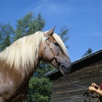 Picture of Kajova 6993, Finnish Horse at YpÃ¤jÃ¤, head study