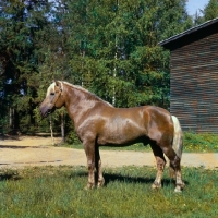 Picture of Kajova 6993, Finnish Horse stallion in Finland